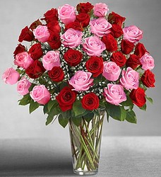 Ultimate Elegance <br>Long Stem Pink & Red Roses Davis Floral Clayton Indiana from Davis Floral